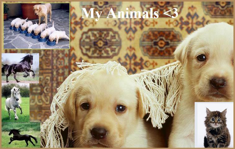 My Animals <3